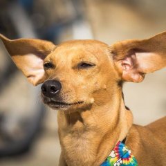 Peanut caught in the wind!