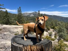 Happy Peanut Visiting Idyllwild