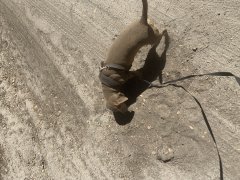 Peanut disappointed it wasn’t Bear Skat.