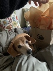 Peanut’s Christmas Gift from Simba, another Yosemite Dog!