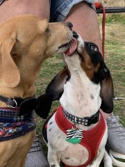 Peanut’s Fiancé. Their wedding was canceled due to Covid.