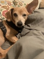 Peanut’s Ear Trick for Treats