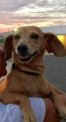 Peanut Comforably Wintering in the Palm Springs area