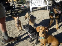 Peanut visiting his Desert Pack