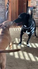 Peanut Visiting Black Lab Bubba!