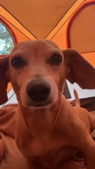 Video:  Camping Good Morning Wiggle Butts!