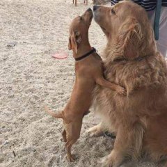 Peanut Loved His Friend Jasper!